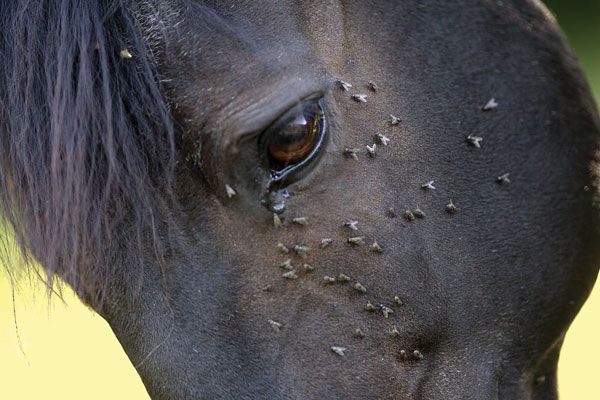 Horse sweating in hot weather with flies — gut health connection explained