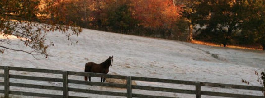 Autumnal photo image of horse grazing peacefully on a frosty day.