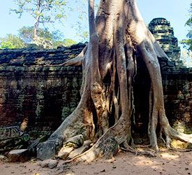 photo groupe jungle stage