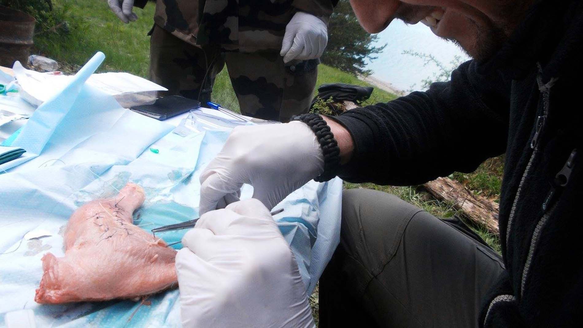 suture technique sur peau poulet