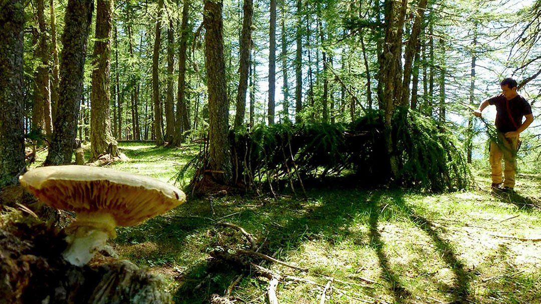 abri bushcraft