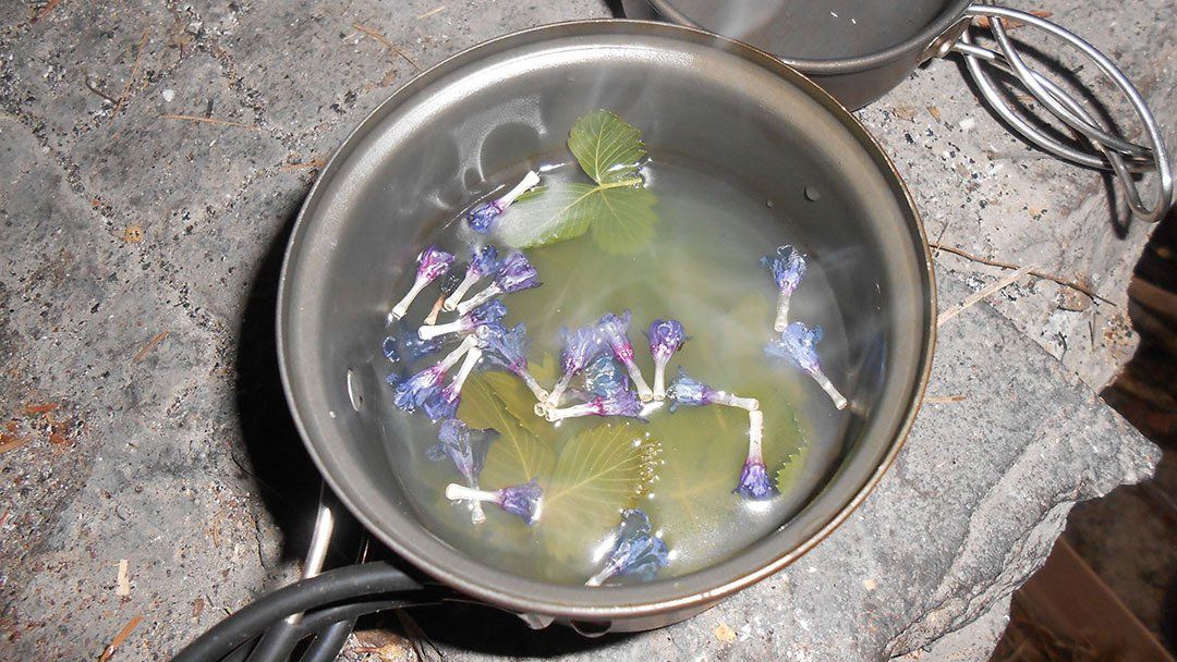 plantes comestibles