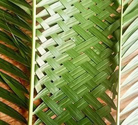 feuilles tressées apprentissage