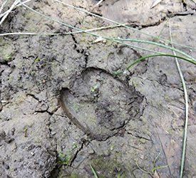 traces d'animaux