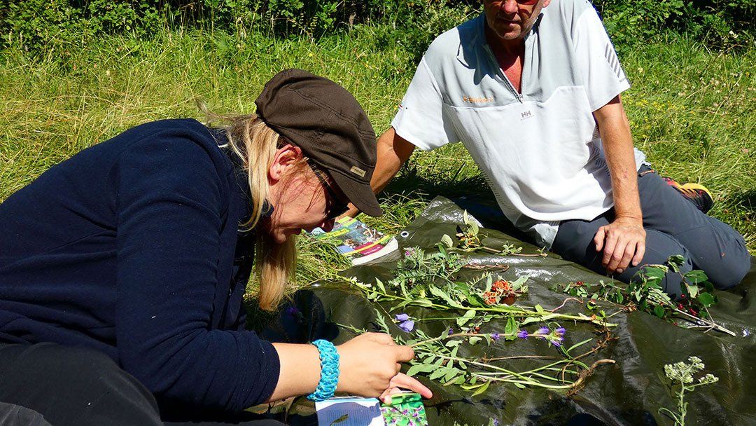 cueillette plantes comestibles et médicinales