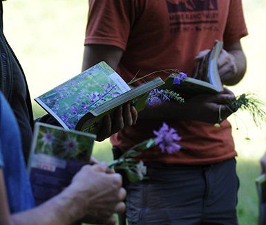 Les plantes comestibles et médicinales formation