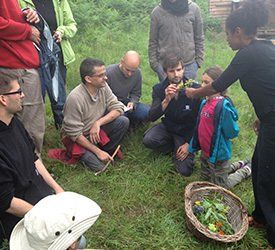 cueillir des plantes comestibles