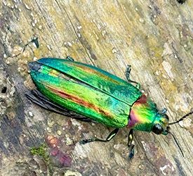 scarabé stage de survie laos