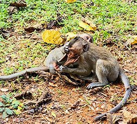 singes de Thaïlande