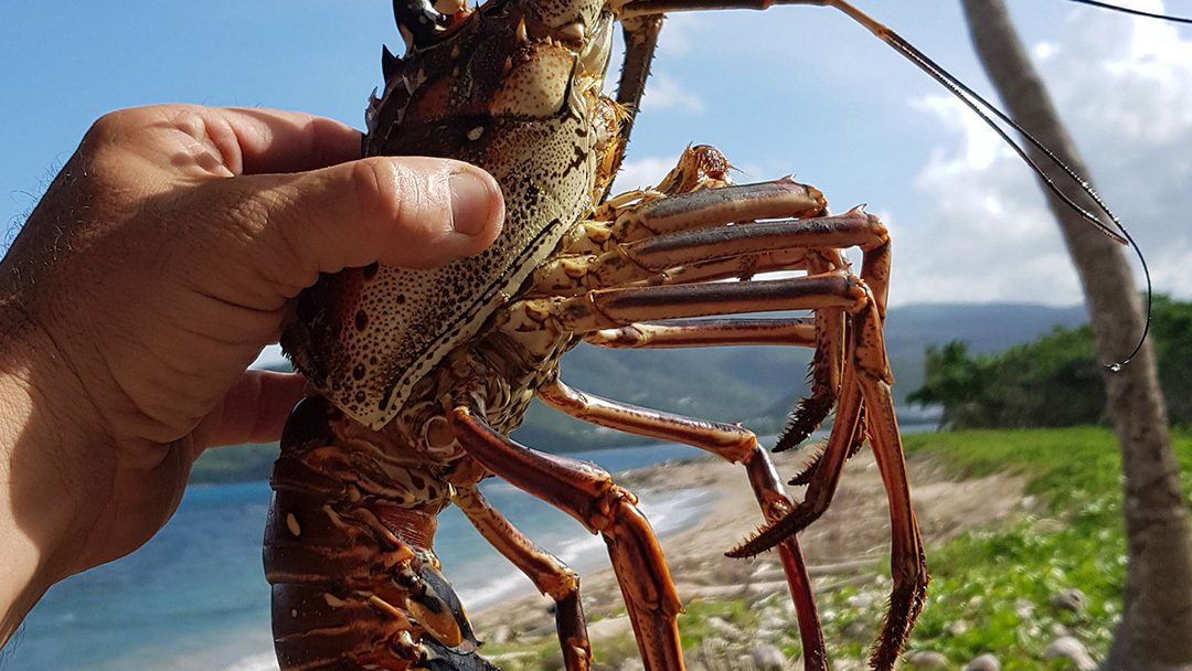 homard jungle