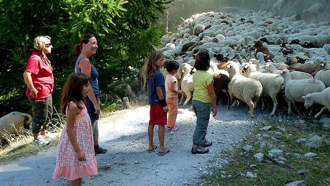 enfants et moutons