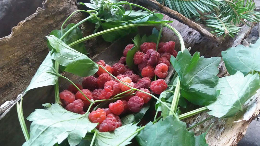 cueillette framboises