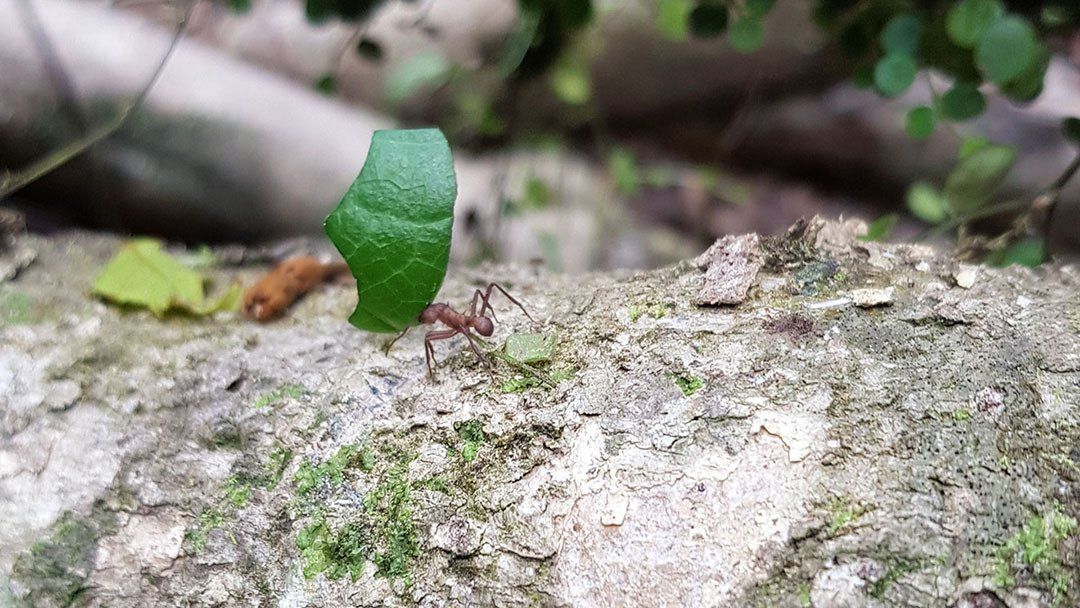 fourmis jungle