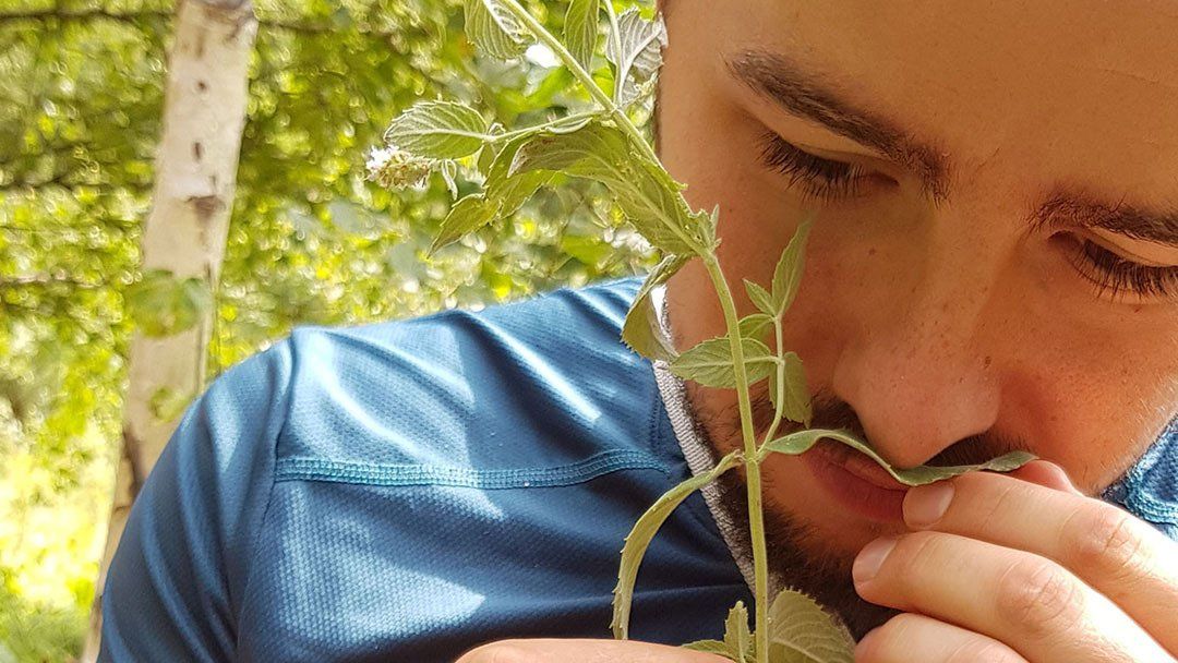 plantes comestibles