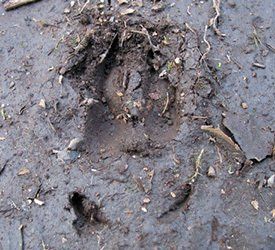 trace pistage survie