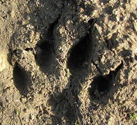 trace de loup