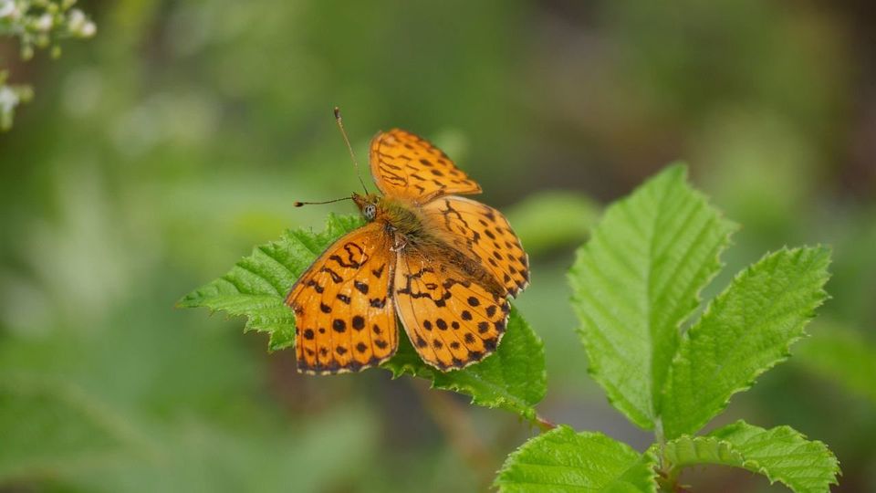 Brombeer-Perlmutterfalter