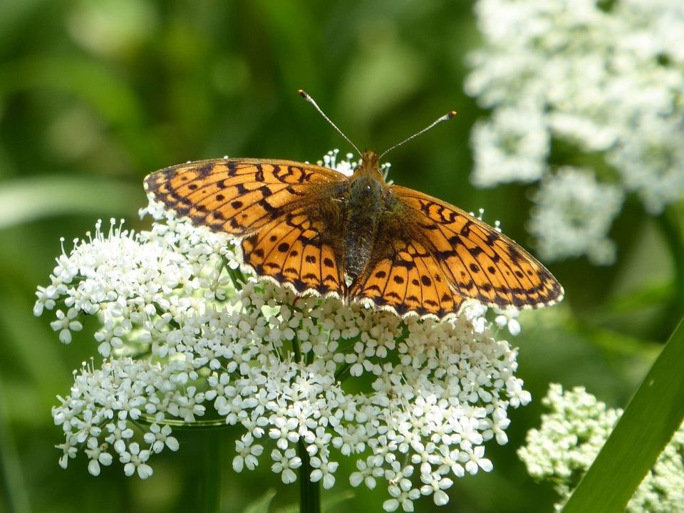 Mädesüß-Perlmutterfalter