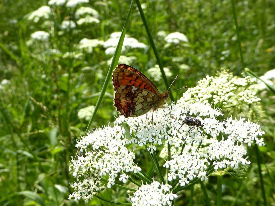 Mädesüß-Perlmutterfalter
