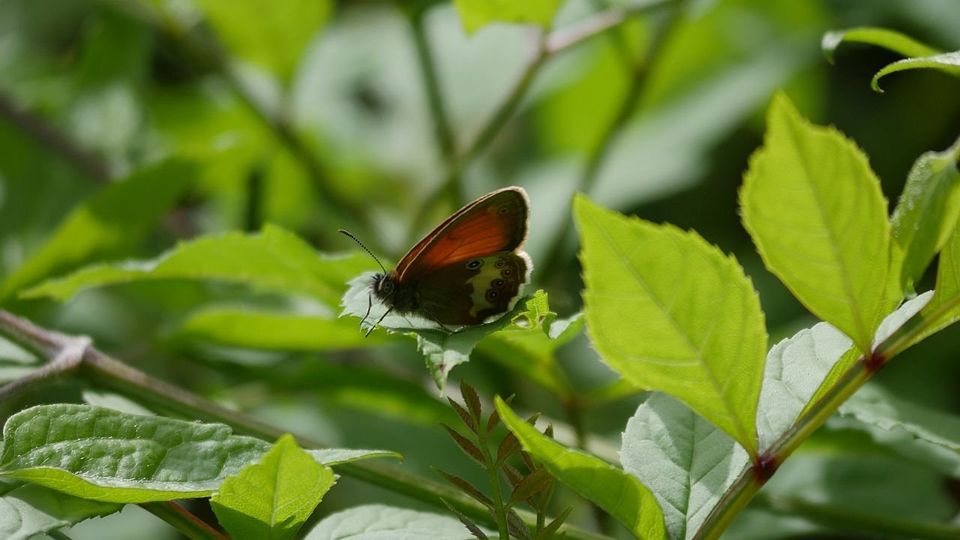 Weißbindiges Wiesenvögelchen