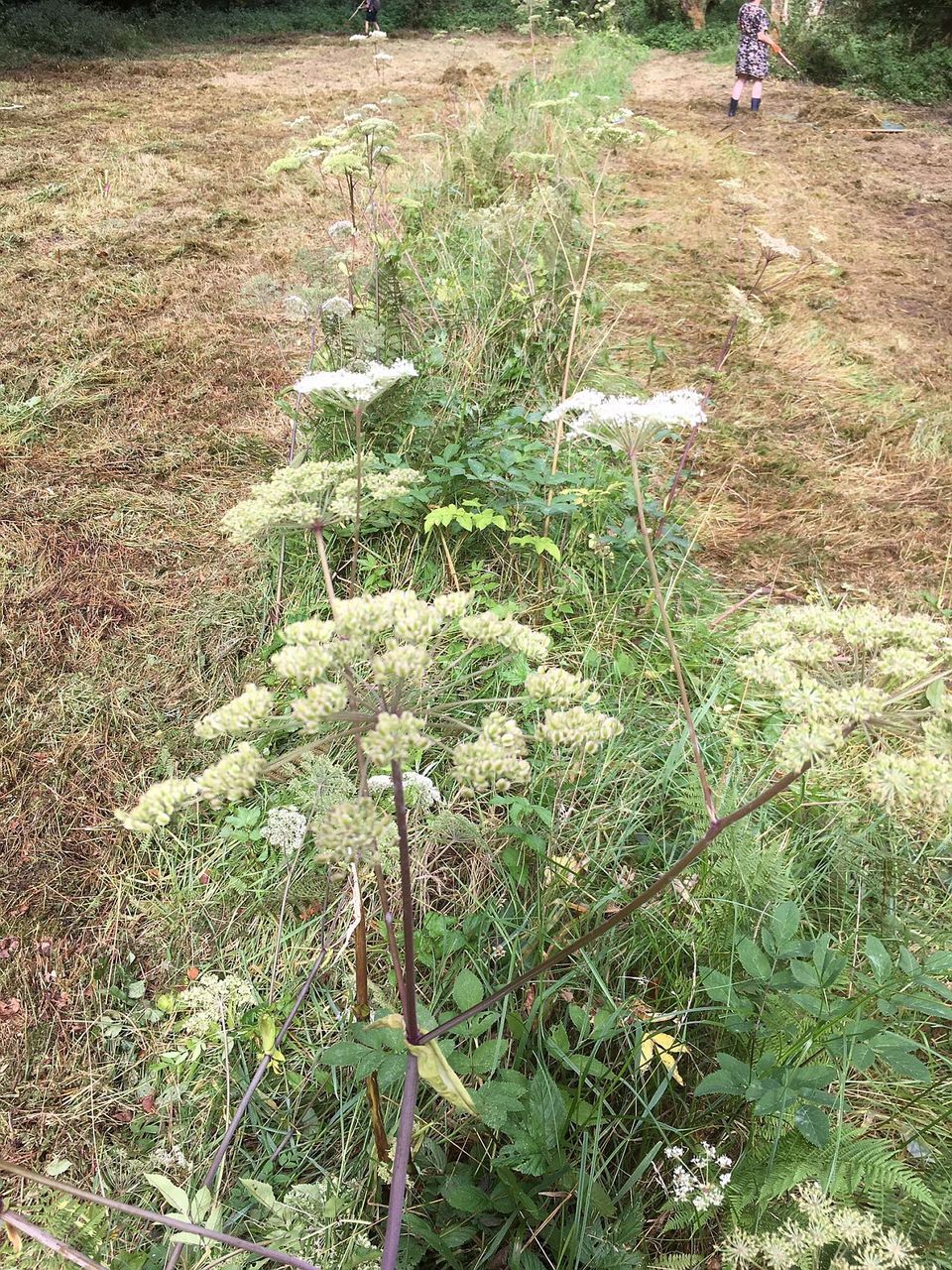 Wald-Engelwurz in Neeuenkamp