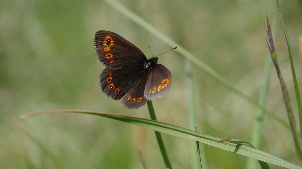 Frühlings-Mohrenfalter