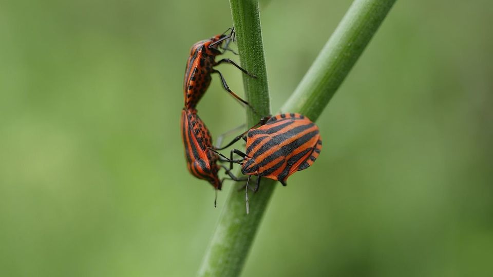 Streifenwanze