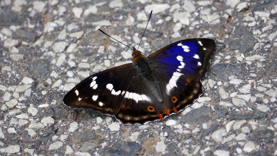 Schillerfalter am Apolloweg in Valwig