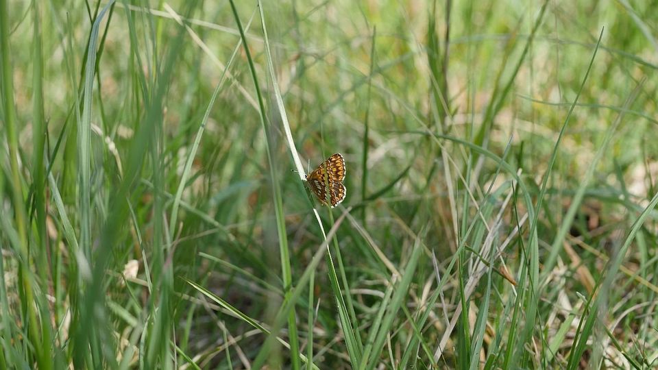 Schlüsselblumen-Würfelfalter