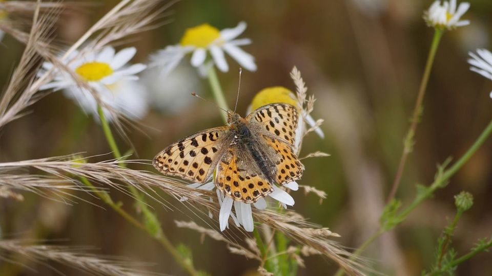 Kleiner Perlmutterfalters (Issoria lathonia)
