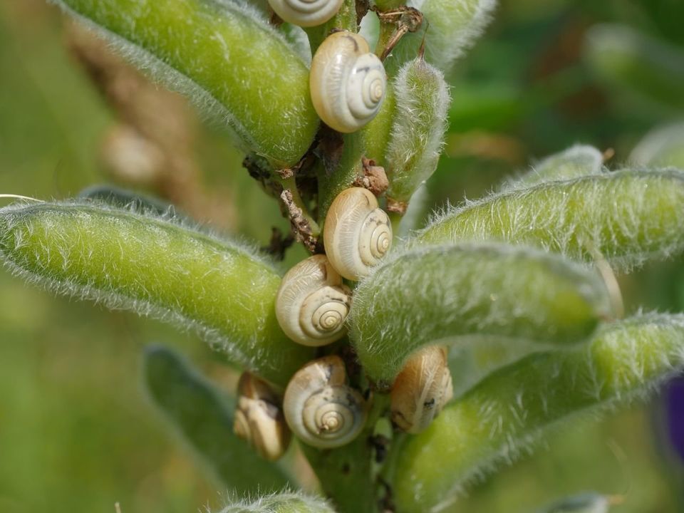 Kartäuserschnecke (Monacha cartusiana) auf Lupine in Fuhrkamp