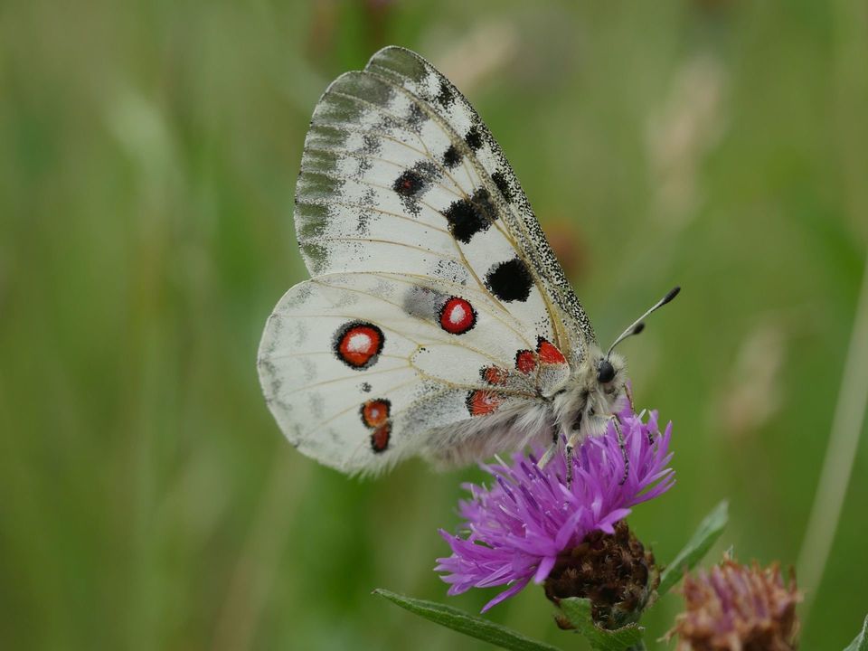 Moselapollo oberhalb von Klotten im Juni letzten Jahres 2019