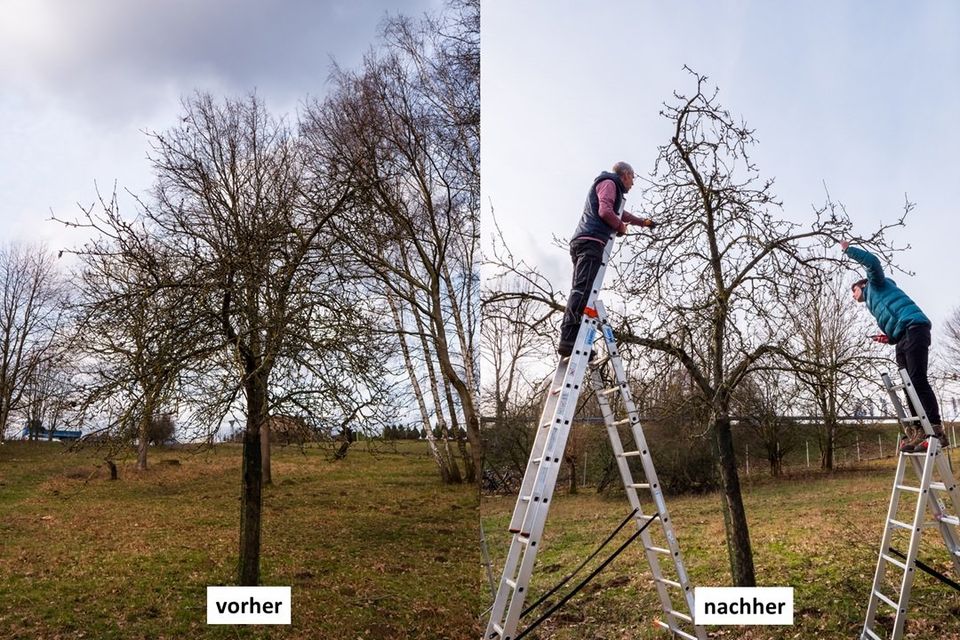 Obstbaumschnitt im Februar