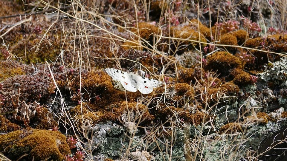 Moselapollo-Männchen am 24. Mai 2020 im NSG Dortebachtal