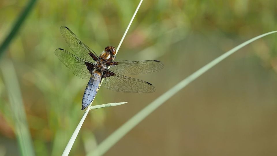 Plattbauch - Männchen
