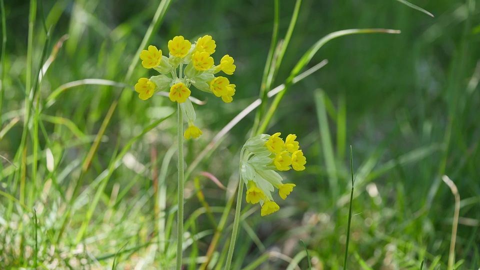 Futterpflanze der Raupe des Schlüsselblumen-Würfelfalters