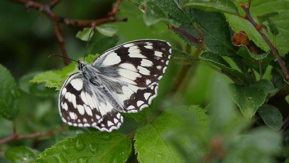 Schachbrettfalter, Klotten, Mosel