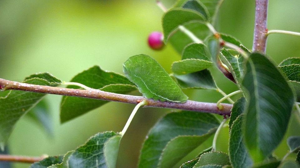 Raupe des Segelfalters