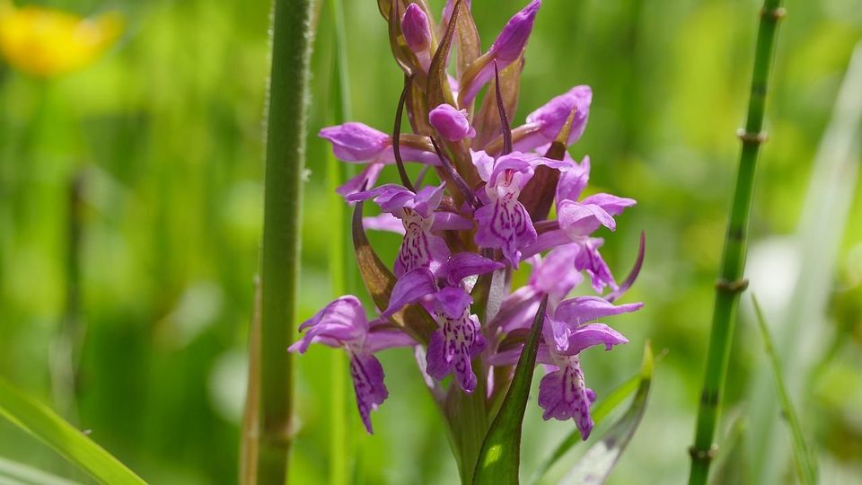 Breitblättrige Knabenkraut (Dactylorhiza majalis)
