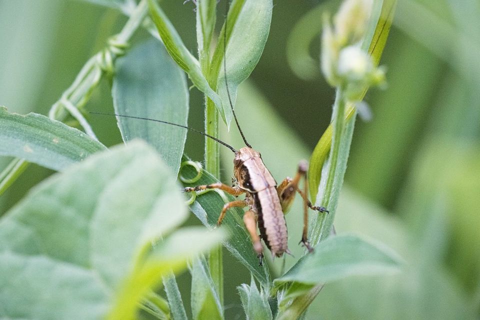 Strauchschreckennymphe