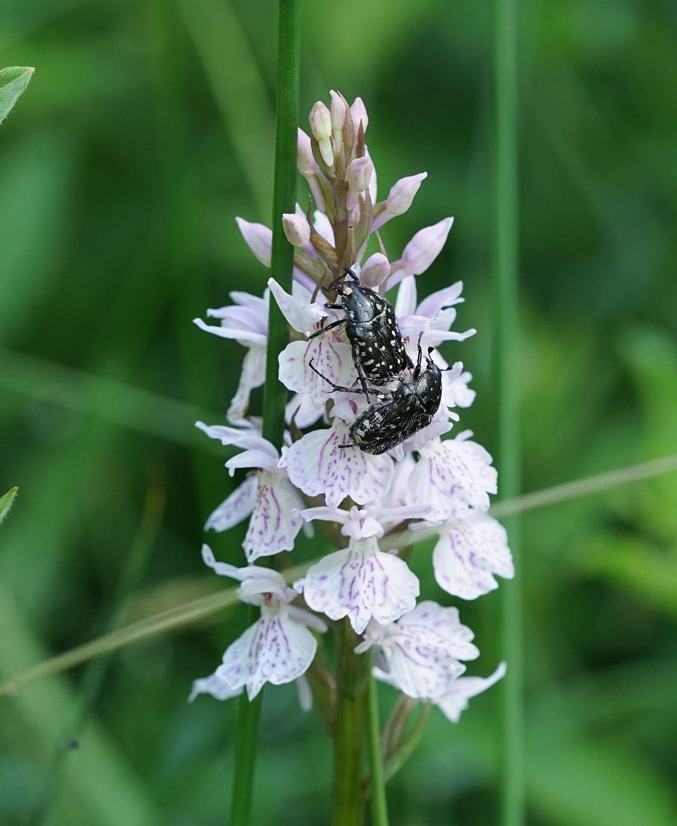 Trauer-Rosenkäfer auf Geflecktem Knabenkraut
