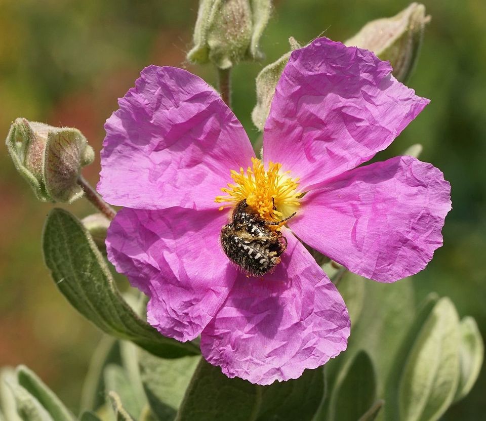 Trauer-Rosenkäfer-Paar in Salbeiblättriger Cistrose