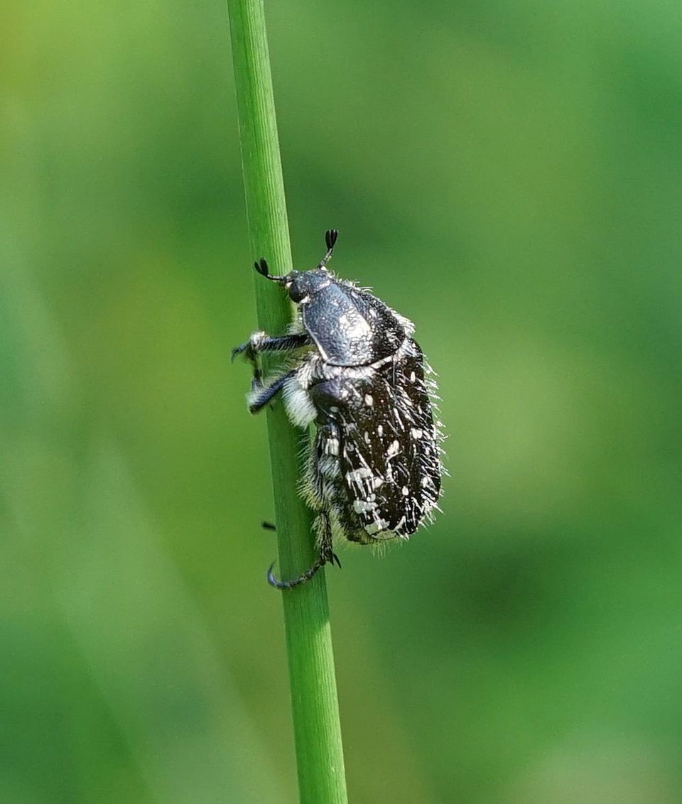 Trauer-Rosenkäfer