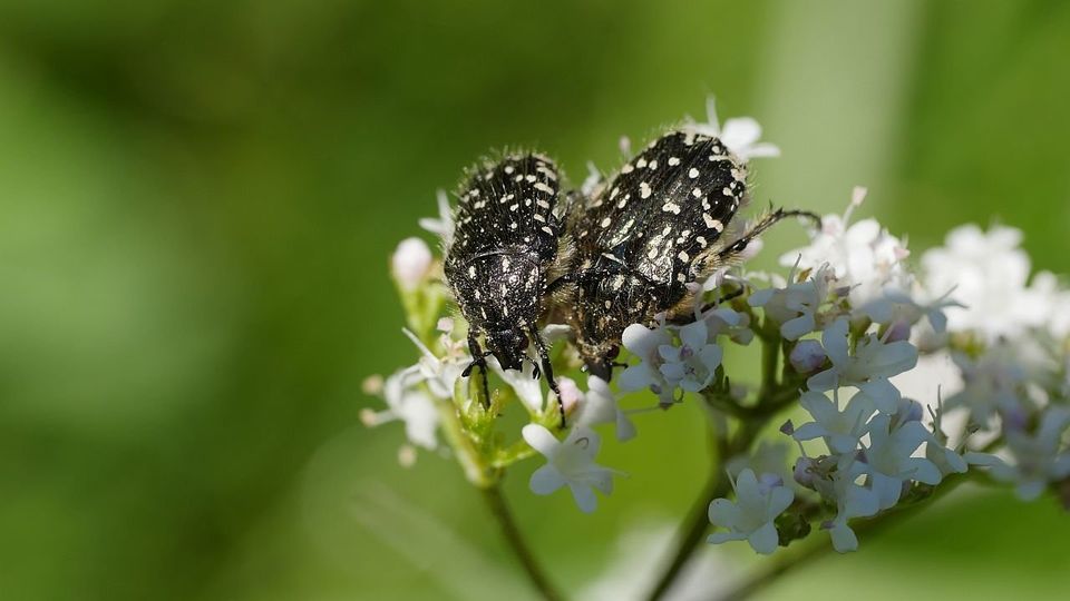 Trauer-Rosenkäfer-Paar