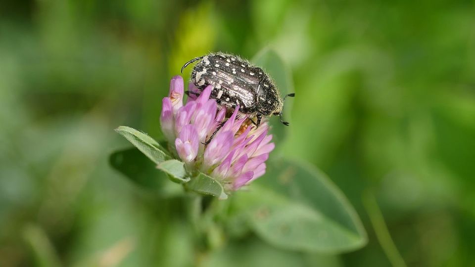 Trauer-Rosenkäfer in Rothenberg