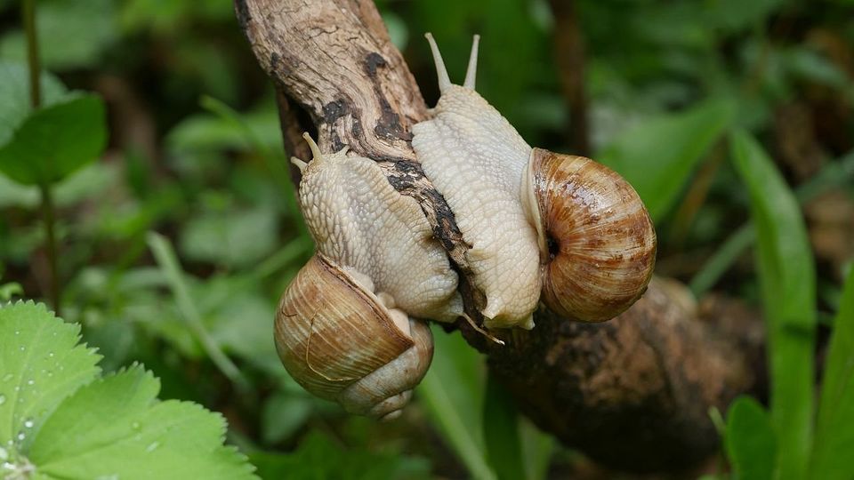 Weinbergschnecke