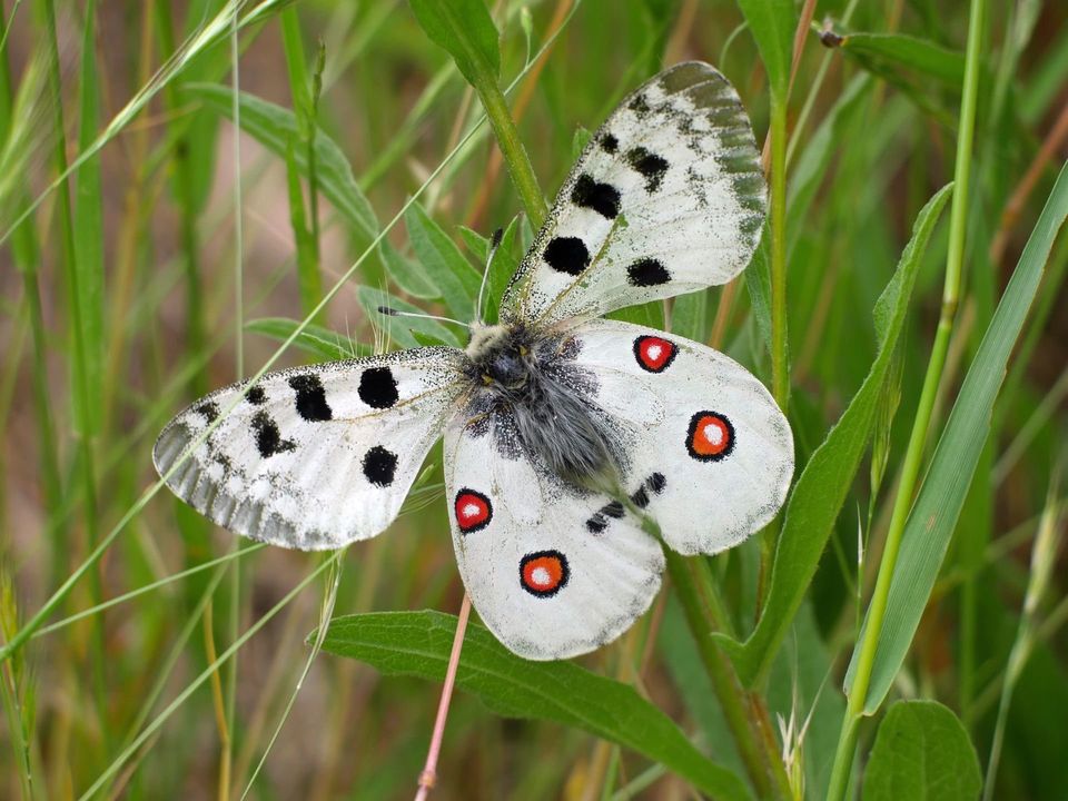 Roter Apollo bei Klotten, Mosel, 2019