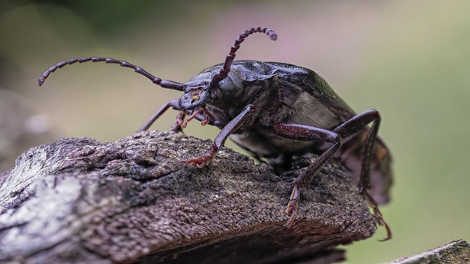 Sägebock von K-J Gramann