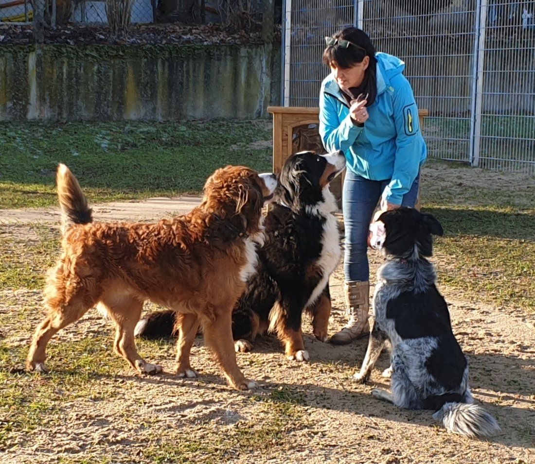 Lissi und 3 Hunde