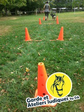 Détente Animal éducation canine